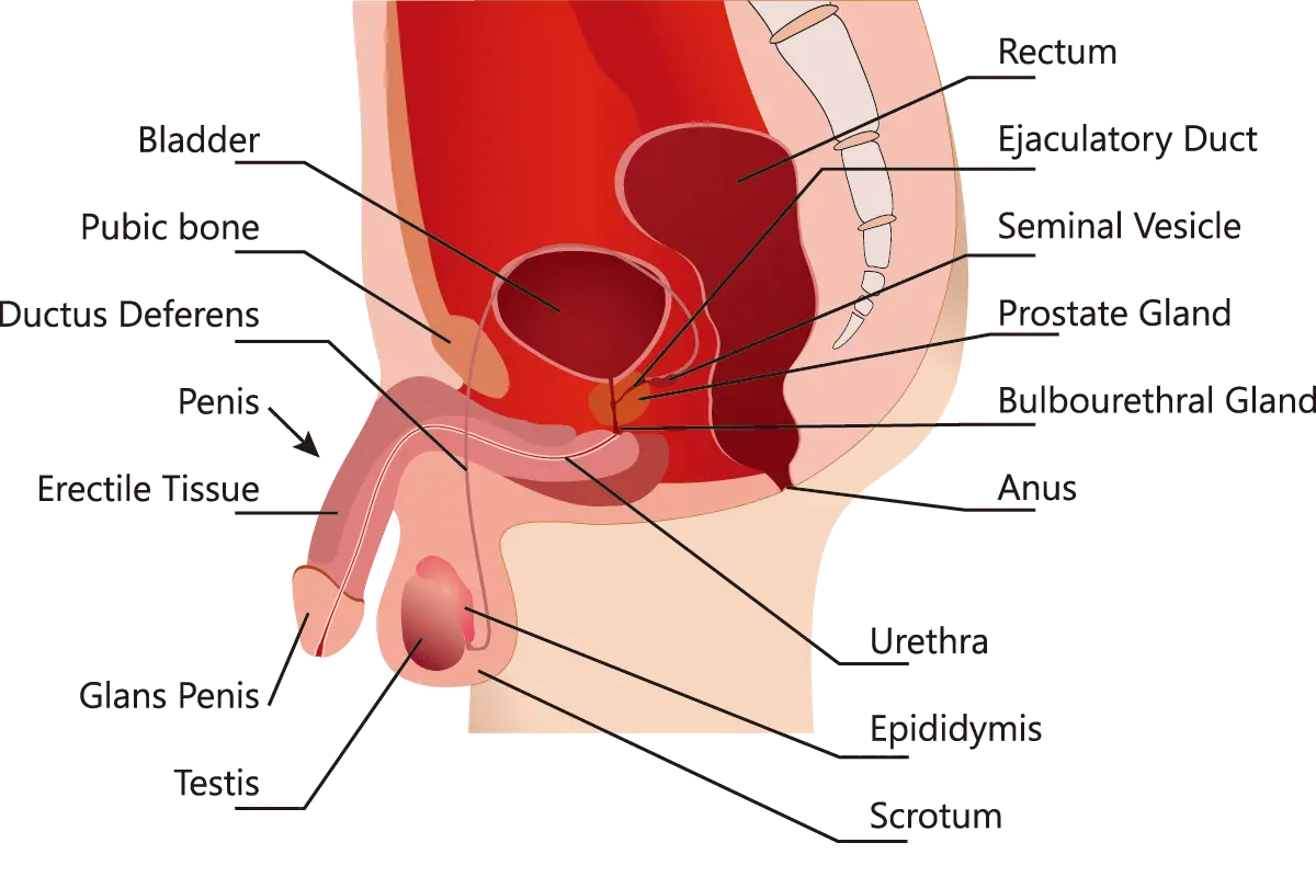 男性ホルモンの影響を受ける生殖臓器